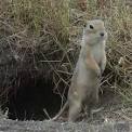 Pest Control Rx.com: Gophers
