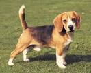 Top 10 Most Popular Dog Breeds - Friendly Dogs | Tip Top Tens