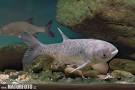 Aristichthys nobilis Pictures, Aristichthys nobilis Photos ...