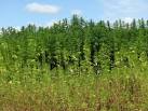 Hemp (Cannabis spec. - via Daymix