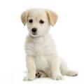 How Do I Know When My Dog Is