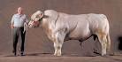 Arnold Schwarzenegger Cows!