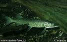 Esox lucius Pictures, Esox lucius Photos | PhotoBank NaturePhoto-