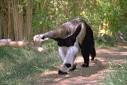 anteaters
