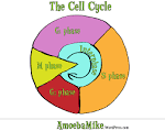Cell Division – An Intro | AmoebaMike
