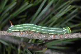 Attēlu rezultāti vaicājumam “Sphinx pinastri larva”