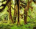 Hoh Rainforest - Wikipedia, the free encyclopedia