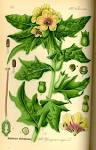 File:Illustration <b>Hyoscyamus</b>