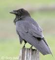 Common Raven - South Dakota Birds and Birding