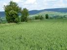The plants and animal species have an intimate relationship. - via Daymix