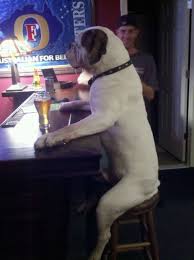 Gimme a Brew Dog