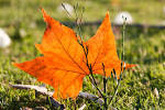 See full size image