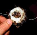 Hummingbird Nests/Eggs/Baby Hummingbird Pictures/