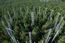 Higher Carbon Dioxide May Give Pines Competitive Edge | Duke Today ...