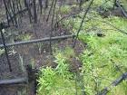 One year post fire forest - via Daymix