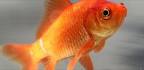 Common goldfish - Fish Reference Library - redOrbit