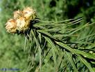 <b>Cunninghamia</b> lanceolata