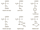 Amino Acid Structures