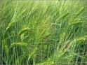 Barley