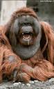 totalleh.com - Drooling Ape (