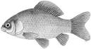 File:Carassius carassius.jpg - Wikipedia, the free encyclopedia