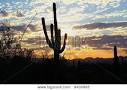 Sunset in Sonoran Desert with huge saguaro cactus silhouette in ...