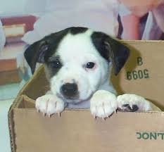 external image images?q=tbn:ANd9GcTEVjR6cxtpFzYYchKgx5Jg0DMp0F5YGXM757qTUOuddzi3YX9M3A