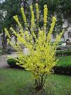 Forsythia Plants | Golden Bells Flowers Tree