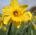 Murph's Musings: Daffodils