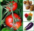 Nightshade Family