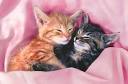 La vie des chats miaou miaou.