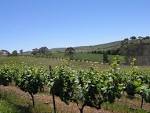 File:Vines in Clare Valley.jpg - Wikipedia, the free encyclopedia