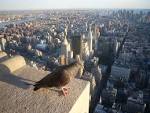 OurTravelPics.com :: Travel photos :: Series newyork_1