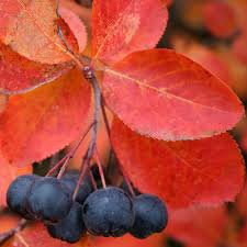 Autumn Magic Berries and Foliage in the Fall