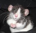 Dumbo Rats | Rats For Sale