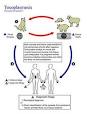 <b>Toxoplasmosis</b> - Wikipedia