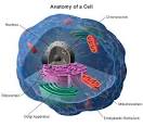Overview of Chromosome Abnormalities