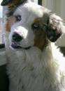 Basque Shepherd Dog Pictures, Photos, Images &amp; Graphics