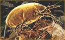 Ristenbatt Vacuum - The Mighty Dust Mite - Your best source for ...