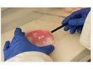 Nature News Blog: Biology & Biotechnology Archives