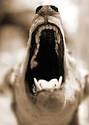 Why Do Dogs Bark?