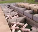 Animal Husbandry-02 - China Animal Husbandry,Pighouse,Pork in ...