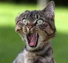 images?q=tbn:ANd9GcTFeoiY47K2kz1AdTSrc3zs0qmI4MOyIzzGzs4nFHAI0ydffNxafg&t=1