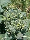 How to steam broccoli without a steamer - Nutritional value of ...