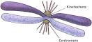 sides of the <b>centromere</b>.