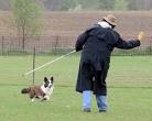 Photos From National Herding Trials | Elyan Cardigans Photos From ...