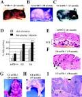 Science Direct.com - Cell - Longevity, Stress Response, and Cancer ... 