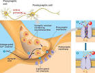 synapse.html 48_17ChemicalSynapse.
