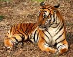 File:2012 Suedchinesischer Tiger.JPG - Wikimedia Commons