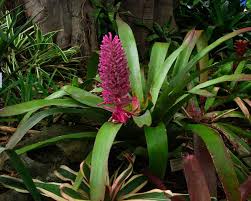 Image result for "Aechmea macrochlamys"